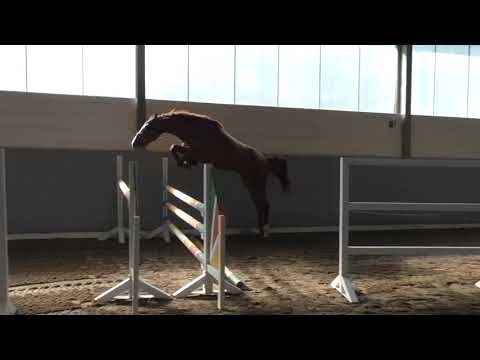 Hof Brüning - Garibaldi Z v. George Z a.d. Carmen Elektra v. Contender I - For Pleasure - Landadel