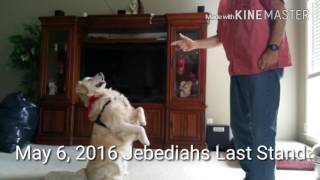 Service Dog killed By Home Invader!