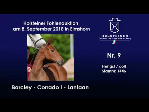 Holsteiner Fohlenauktion | Nr. 9 v. Barcley - Corrado I