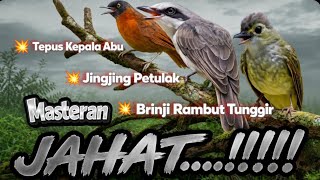 Download lagu Masteran Jingjing Petulak, Tepus Kepala Abu & Brinji Rambut Tunggir Tembakan Super Rapat mp3 Download lagu Masteran Jingjing Petulak, Tepus Kepala Abu & Brinji Rambut Tunggir Tembakan Super Rapat mp3