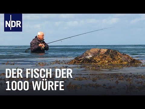 Video Thumbnail: Auf Meerforelle in Dänemark | Rute raus, der Spaß beginnt! | NDR Doku