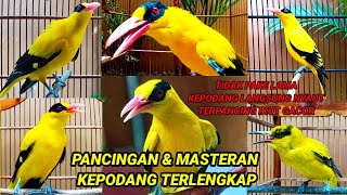 Download lagu BERAGAM kicau suara kepodang gacor dari pagi, siang, malam SANGAT COCOK buat PANCINGAN burung podang mp3