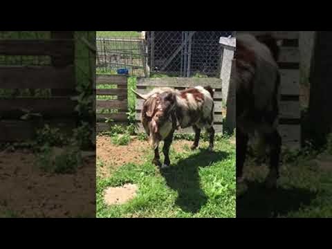 ヤギの奇妙な誘惑の叫び ||バイラルホッグ