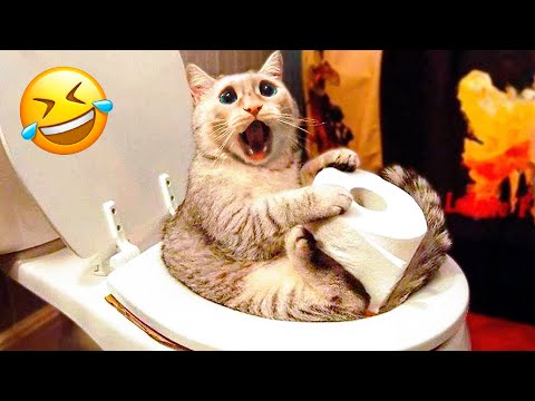 Funniest Dogs And Cats Videos 😅 - Best Funny Animal Videos 2022🥰 #14