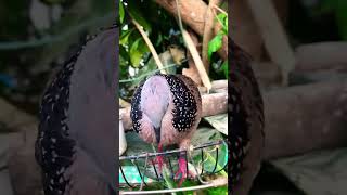 Download lagu Suara merpati untuk menarik merpati..#shorts#merpati #suaramerpati #suaraburung mp3