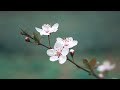 The Human League - Are You Ever Coming Back 432 Hz