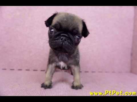 09/08巴哥母幼犬3號(新北五股)