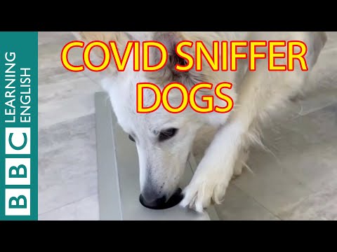 檢測冠狀病毒的嗅探犬 (The sniffer dogs detecting coronavirus)