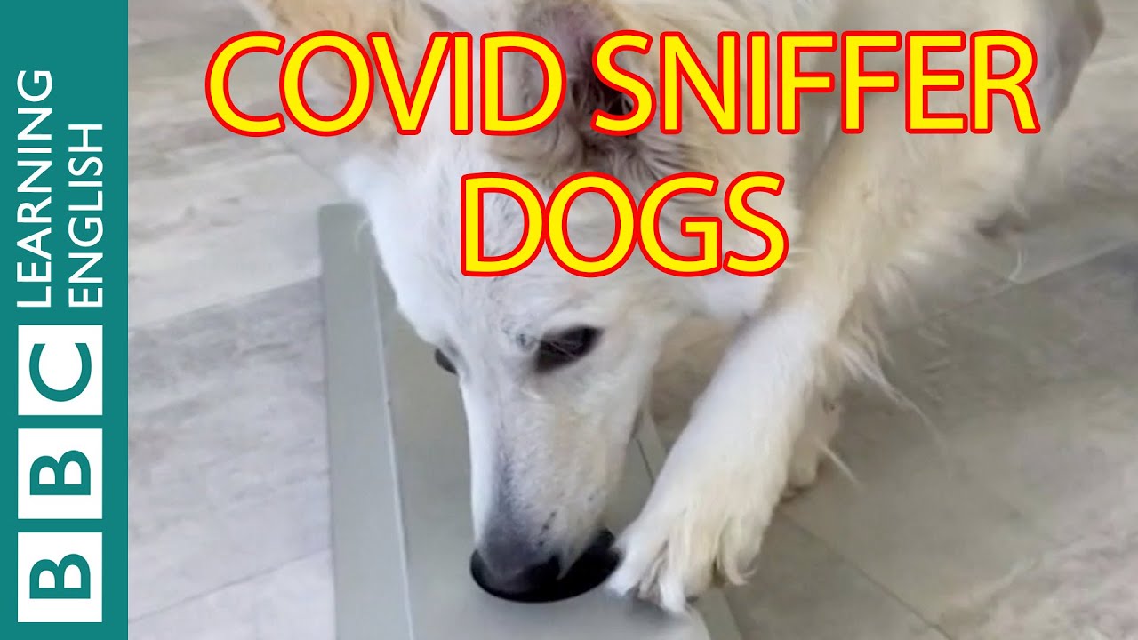 The sniffer dogs detecting coronavirus