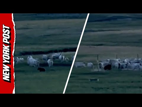 Herd of cows chase off a grizzly bear from their ranch