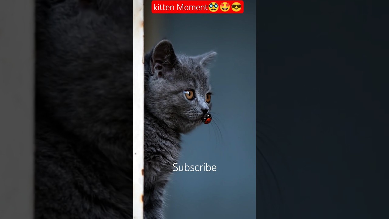 Kitten Come back 🥸 #shorts #catvideos #shortsfeed