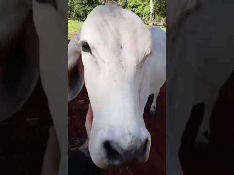 NANDINHA 3 IRMÃOS (ZABIODJE DO CÓRREGO) - ESTÂNCIA 3 IRMÃOS - TOMAZINA/PR