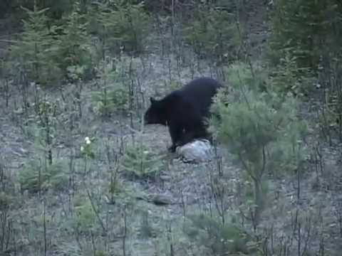 Northview Canadian Black Bear Hunt Richard Riddle, Missy Jasper & Bob Coker