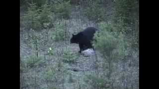 Northview Canadian Black Bear Hunt Richard Riddle, Missy Jasper & Bob Coker