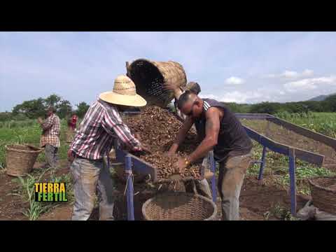 download lagu mp3 mp4 De Cacahuate, download lagu De Cacahuate gratis, unduh video klip De Cacahuate