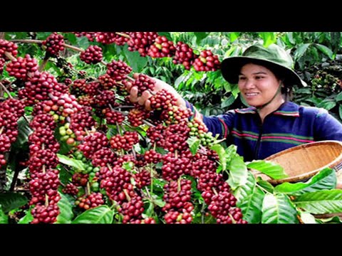 The Life Cycle of Coffee | Modern Agricultural Cultivation and Harvest of Coffee Beans