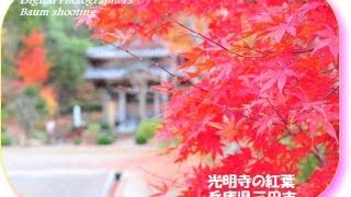 preview picture of video '兵庫県三田市・光明寺の紅葉 #eizosuisen'