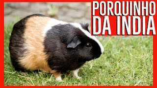 PORQUINHO DA INDIA - Fato e curiosidades - um dos melhores animais de estimao