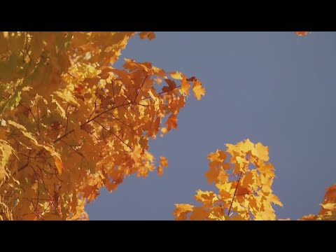 Washington’s fall colors could fade faster than usual — here’s why