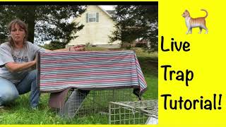 How to use a live trap for trap neuter return TNR feral cats
