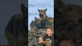 Sea Wolves are a REAL THING