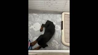 らきのひとり遊び　＃犬のいる生活＃犬のいる暮らし＃大型犬＃ドーベルマン