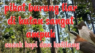 Download lagu suara pikat cucak kopi dan kutilang mp3