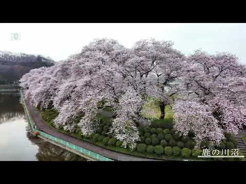 鹿の川沼 桜並木