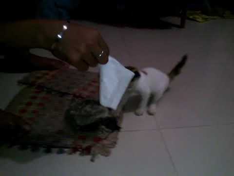 kidow playing with paper