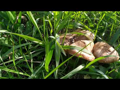 Сезон грибов в Польше Опята растут прям в городе Жизнь в Европе.