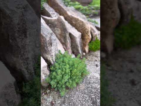 あなたの家に採用すべきメンテナンスフリーの永続的なグランドカバーはどれですか?あなたにおすすめのトップ 3!  庭園