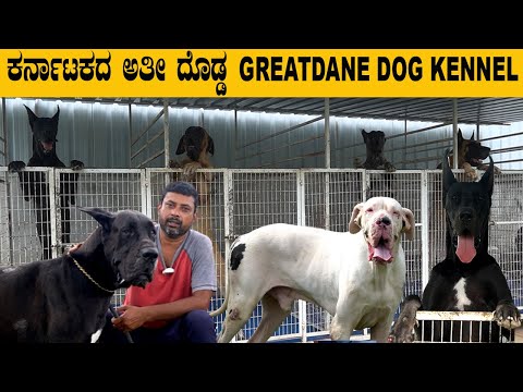 ಕರ್ನಾಟಕದ ಅತಿ ದೊಡ್ಡ GREATDANE DOGS KENNEL…60 greatdane dogs in this kennel