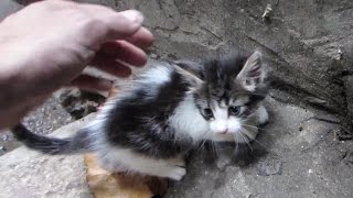 FAVELA KITTEN ADOPTION