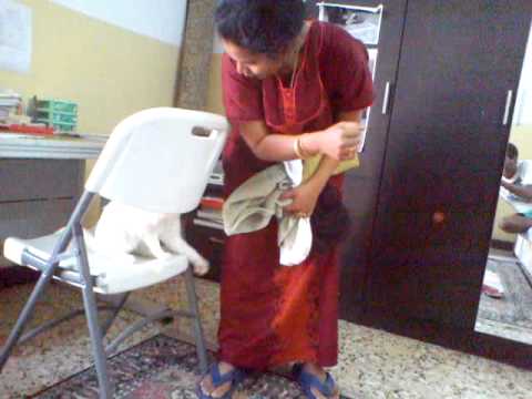 Funny cat Dexter playing.. (Turkish Angora)