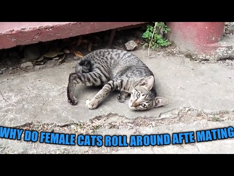 WHY CATS ROLL AROUND AFTER MATING