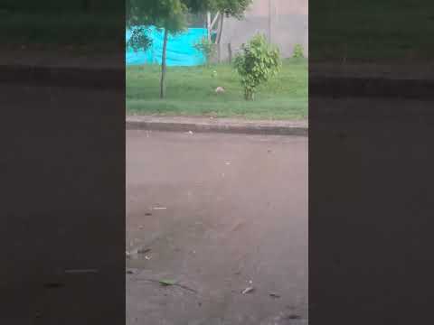 granizada en regidor bolivar