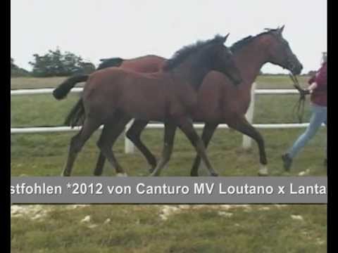 Holsteiner Hengstfohlen *2012 v. Canturo MV Loutano x Lantaan Stamm 318D1