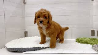 ハーフ犬の動画01