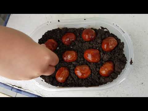 Der Kastanienbaum (Teil 2)