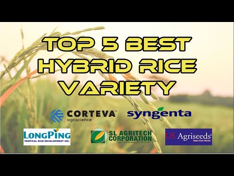 TOP 5 BEST HYBRID RICE VARIETY | v#07