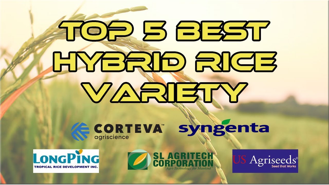 What are the hybrid varieties of rice? Life Set Go