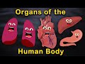 Organs Of The Human Body Songs Anatomy Education Songs