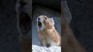 Download lagu Hear the American Pika Sound! mp3 Download lagu Hear the American Pika Sound! mp3