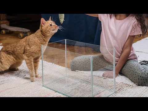 The 5 Best Cat litter box in 2022 | Buying Guides | Review Ever