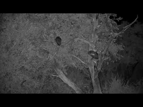 Djuma: Hadeda Ibises roosting for the night - 22:40 - 03/21/2023