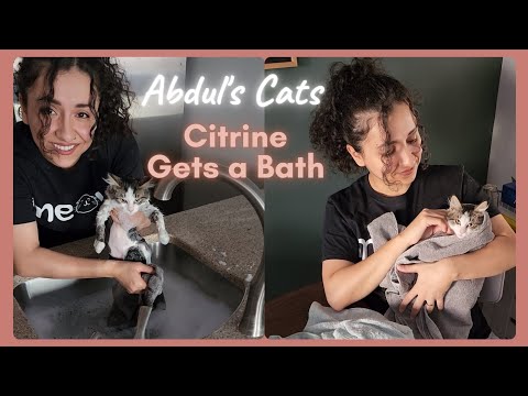 Cat is SO CALM during bath #cats #catbath