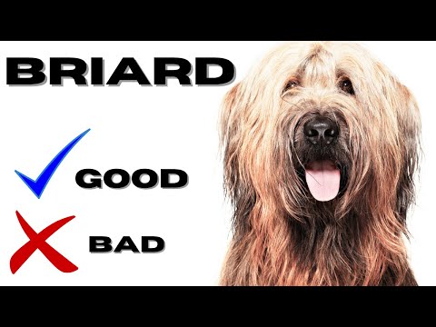 Briard Top 10 Facts | Pros and Cons you must know