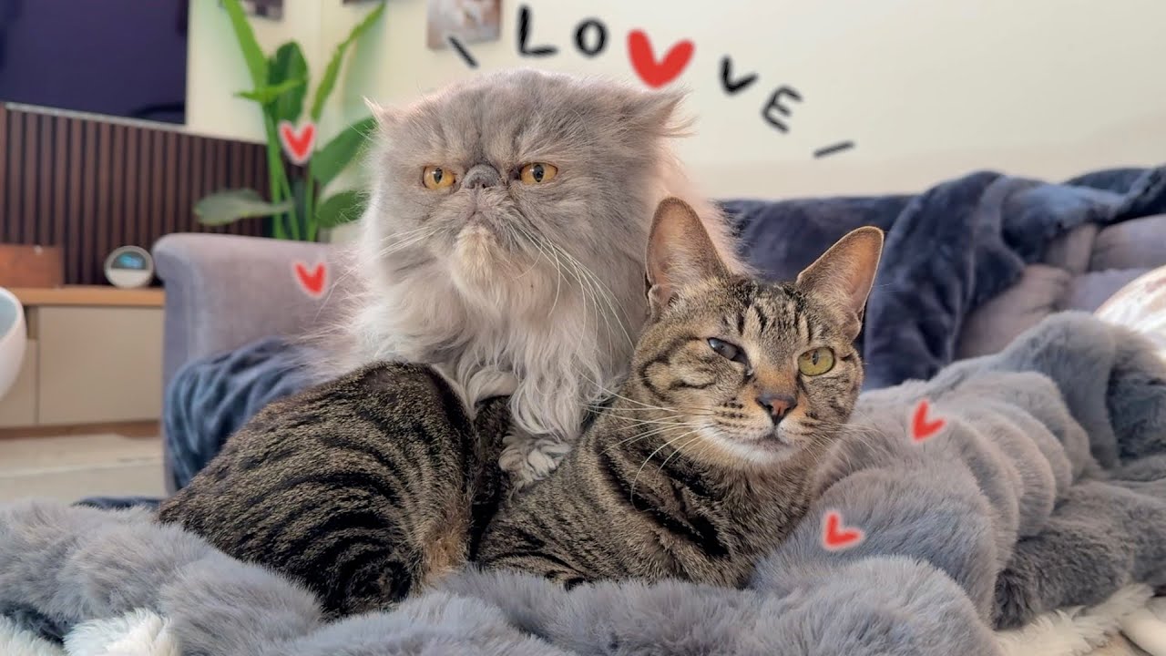 【新たな恋】弟猫の片想いが止まりません…。姉猫にメロメロ💕