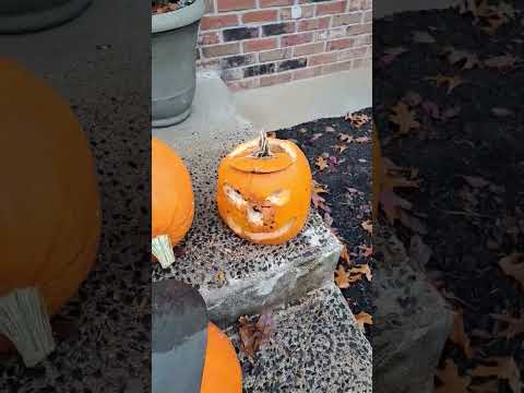 , title : 'Watch out for Rotting Pumpkins #pumpkin #flies  #mold'