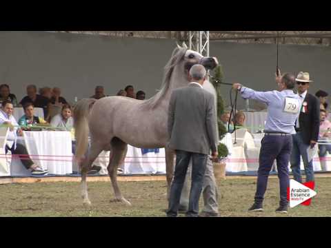 2016 - Italian National Champ. - Fillies 2 years (Class 8) - 2nd place: n°79 RADEGONDA BY TRESCA